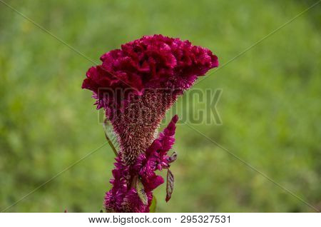 Bright Dark Pink Flower Celosis Blooming In The Garden On The Green Background. Early Autumn