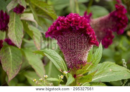 Bright Dark Pink Flower Celosis Blooming In The Garden On The Green Background. Early Autumn