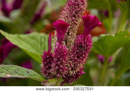 Bright Dark Pink Flower Celosis Blooming In The Garden On The Green Background. Early Autumn