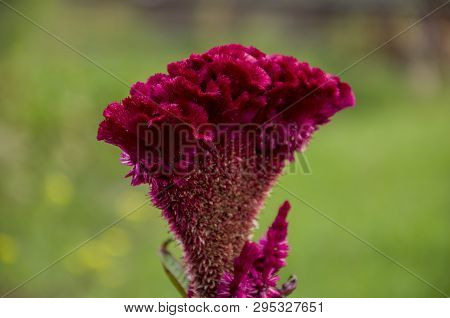 Bright Dark Pink Flower Celosis Blooming In The Garden On The Green Background. Early Autumn