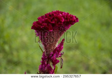 Bright Dark Pink Flower Celosis Blooming In The Garden On The Green Background. Early Autumn