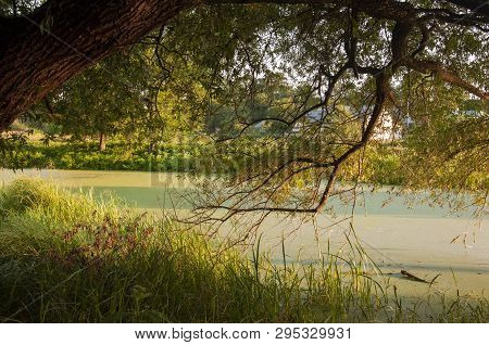 Small Lake In The Green Forest With A Lot Of  Duckweed And No Reflections Of  Trees In The Water.  S