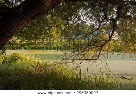 Small Lake In The Green Forest With A Lot Of  Duckweed And No Reflections Of  Trees In The Water.  S