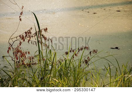 Small Lake In The Green Forest With A Lot Of  Duckweed And No Reflections Of  Trees In The Water.  S