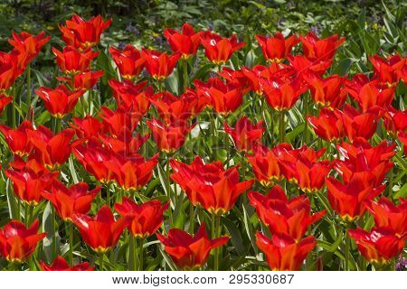 Tulipa Of The Purissima King  Species On A Flowerbed.