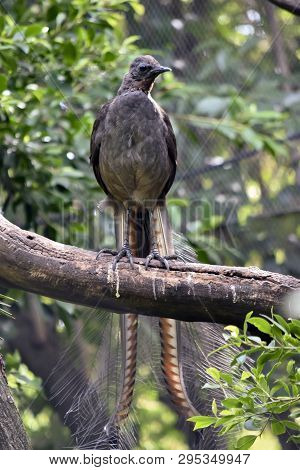 The Lyre Bird Has A Lovely Long Decorative Tail