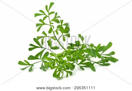 Common Rue Bunch Isolated On White Background