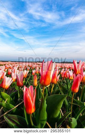 Tulip Flowers Field Of The Netherlands. A Wid Close Up Shot