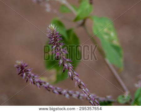 Close Up Of The Prickly Chaff Flower On The Way