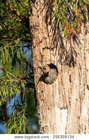 Northern Flicker Colaptes Auratus At The Entrance Of Its Nest