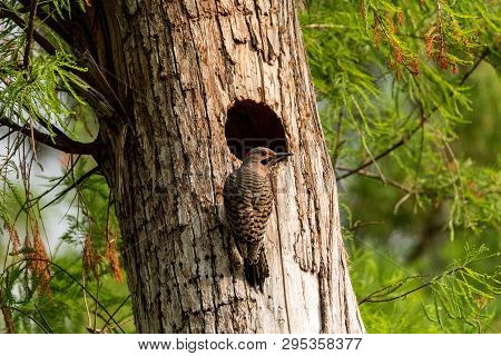 Northern Flicker Colaptes Auratus At The Entrance Of Its Nest