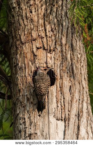 Northern Flicker Colaptes Auratus At The Entrance Of Its Nest