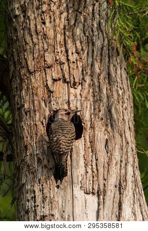 Northern Flicker Colaptes Auratus At The Entrance Of Its Nest
