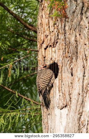Northern Flicker Colaptes Auratus At The Entrance Of It’s Nest In A Pine Tree