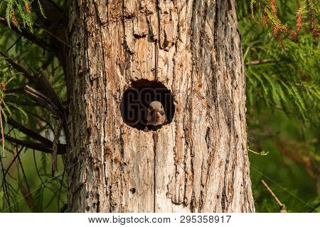 Northern Flicker Colaptes Auratus At The Entrance Of It’s Nest In A Pine Tree