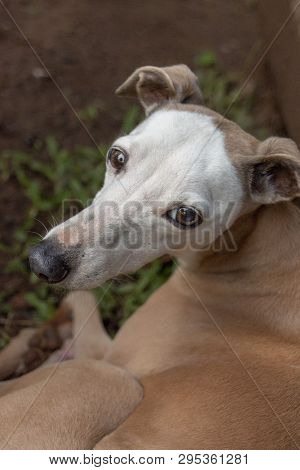 A Close Up View Of A Italian Greyhound Sitting In The Garden