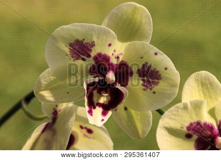 Cluster Of White Phalaenopsis Schilleriana Orchid