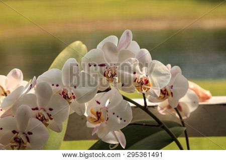 Cluster Of White Phalaenopsis Schilleriana Orchid