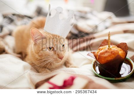Portrait Of Beautiful Ginger Cat Wearing Crown Laying On Bed With  Birthday Cake Copy Space