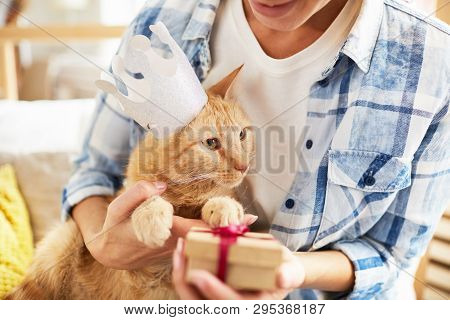 Portrait Of Unrecognizable Woman Giving Birthday  Present To Ginger Cat Wearing Crown, Copy Space