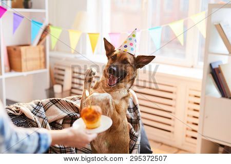 Portrait Of Unrecognizable Woman Giving Birthday Cake To Dog, Copy Space