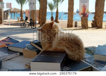 Eilat, Israel - March 03, 2019: Red Cat Lying On The Counter Bookcrossing On The Promenade In Eilat