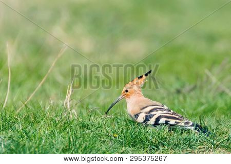 Hoopoe, Common Hoopoe (upupa Epops) Eurasian Hoopoe