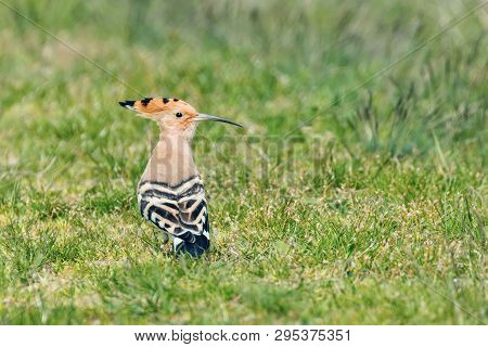 Hoopoe, Common Hoopoe (upupa Epops) Eurasian Hoopoe