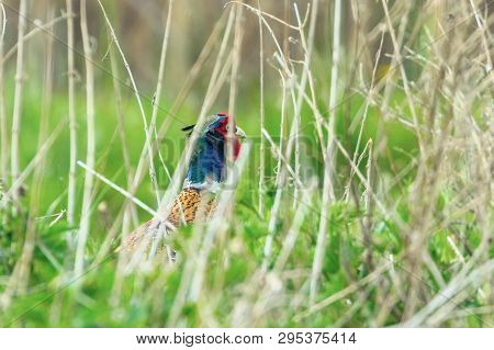 Ringneck Pheasant Male (phasianus Colchicus) Ring Necked Pheasant