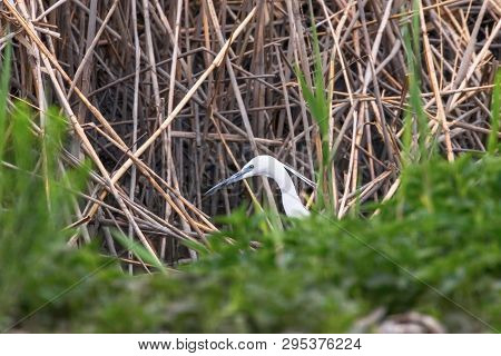 Little Egret Hunting (egretta Garzetta) White Little Egret