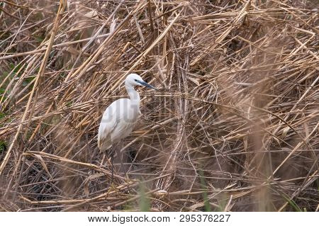Little Egret Hunting (egretta Garzetta) White Little Egret
