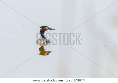 Great Crested Grebe On Water (podiceps Cristatus)