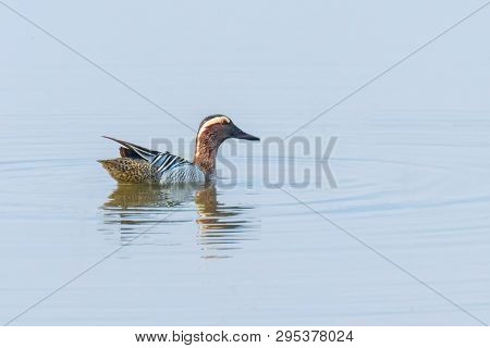 Garganey Duck On Water (anas Querquedula) Garganey Male Wildlife