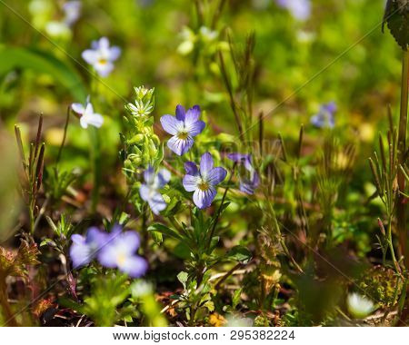 A Bunch Of Veronica Chamaedrys Groing Wild In Teresita, Oklahoma 2019