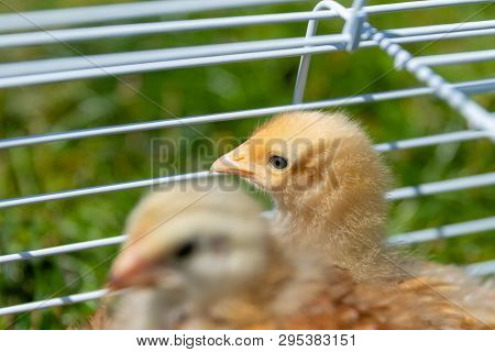 A Buff Orpington Chick Peeks Through The Cage.