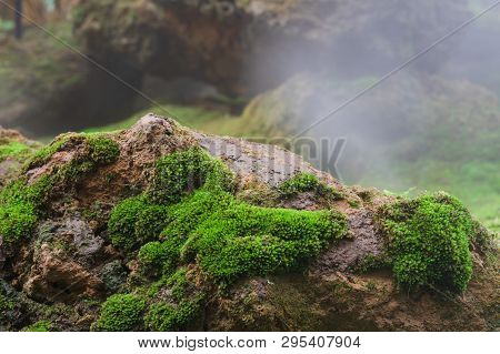 Close Up Macro Shot Of Beautiful Healthy Greenmoss Growing Up On Rock With Mist In Background. Green
