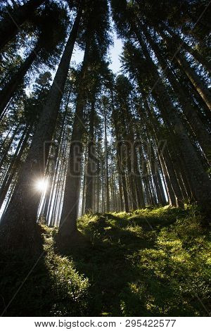 Lush And Healthy Spruce Forest In The Morning Sunshine With Dense Undergrowth. Sustainable Industry,