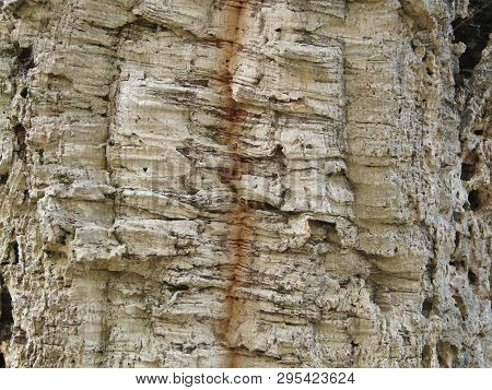 Background With Bark Balsa Wood Cork Tree Texture