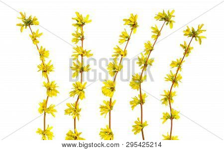 Forsythia Is A Genus Of Flowering Plants In The Olive Family Oleaceae. Common Names, Along With East