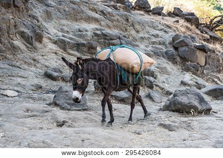 Donkey Near The Blue Nile Falls, Tis-isat, Ethiopia