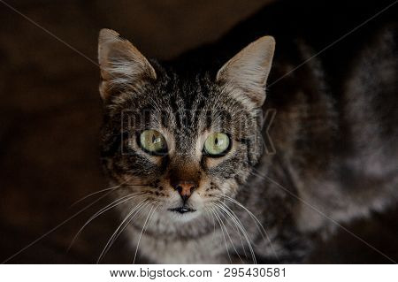 Close-up Of Insightful Cat In Animal Shelter