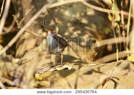 Slaty-breasted Rail, Gallirallus Striatus, Zuari River, Goa State Of India
