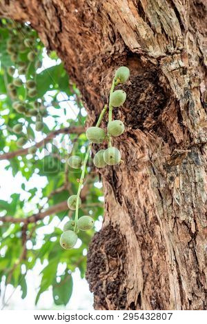 Young Rambeh Or Rambi , Fresh Rambi Fruit On Tree