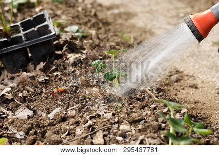 Gardener Watering Freshly Planted Seedlings In Garden Bed For Growth Boost With Shower Watering Gun.
