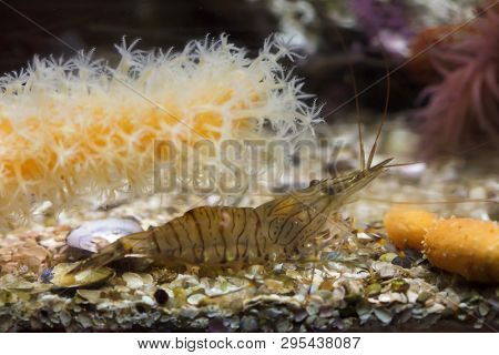 Blue bee shrimp (Caridina cantonensis). Marine animal. 