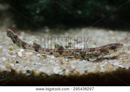 Small-spotted catshark (Scyliorhinus canicula), also known as the sandy dogfish. 