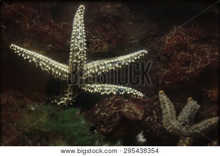 Spiny starfish (Marthasterias glacialis). Marine animal.