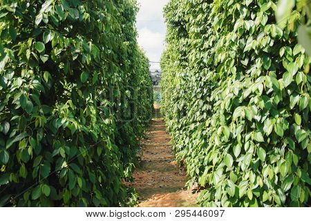 Pepper Field At Phu Quoc, Viet Nam, Group Of Pepper Plant In Green, This Farm Product Is Export Prod