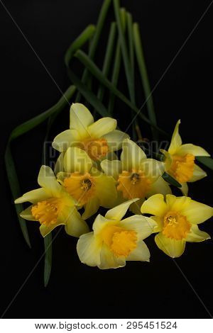 Close-up Of A Bouquet Of Yellow Daffodils On A Black Background