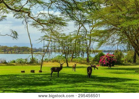 Green lawn in the fairy lodge of Lake Naivasha. Gazelles graze on the grass. The concept of ecological, active and photo tourism